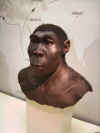 Homo_erectus.jpg (158828 bytes)