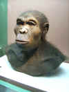 Homo_habilis.jpg (243189 bytes)